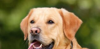 Czy honorowy dawca krwi może wejść do lekarza bez kolejki?