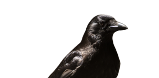 Jak długo można być na zwolnieniu lekarskim na stażu?