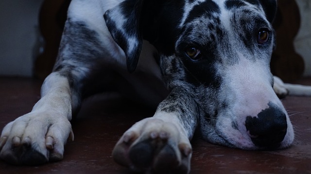 Co Duńczycy myślą o Polakach? Co Duńczycy myślą o Polakach?