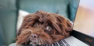 Co z umowami o telepracę 2023?